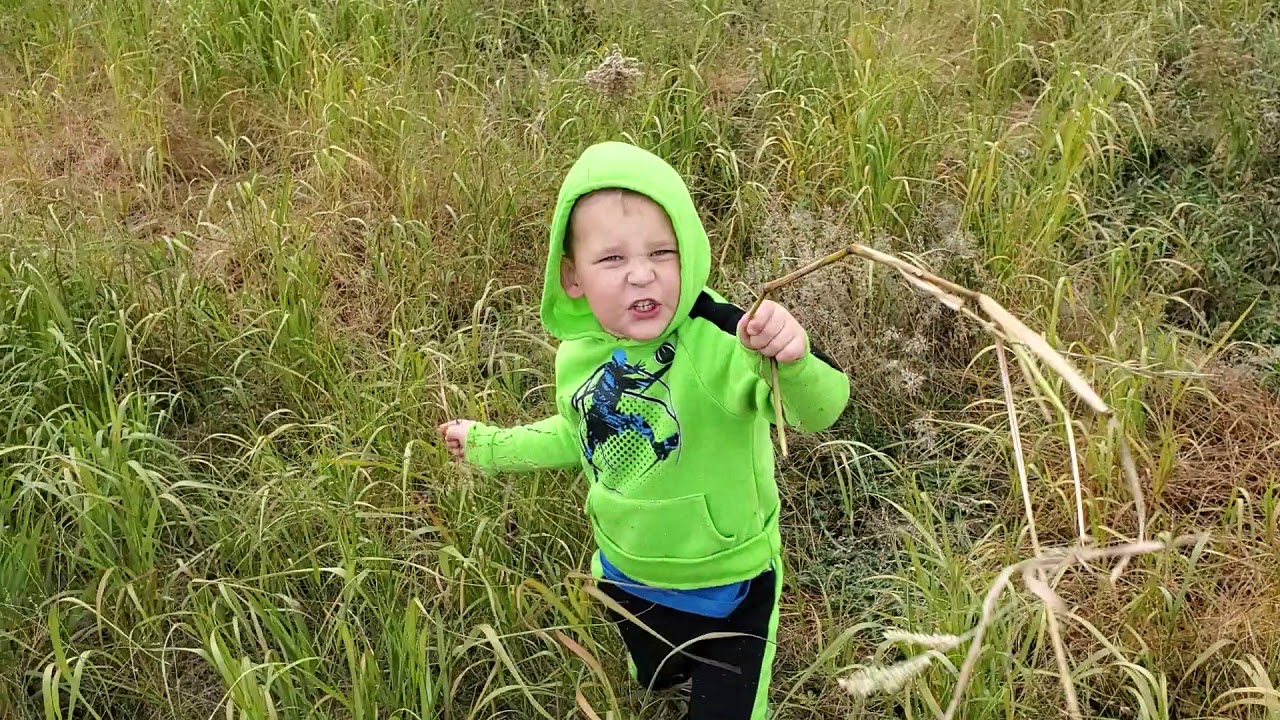 1st Year Shawnee Switchgrass