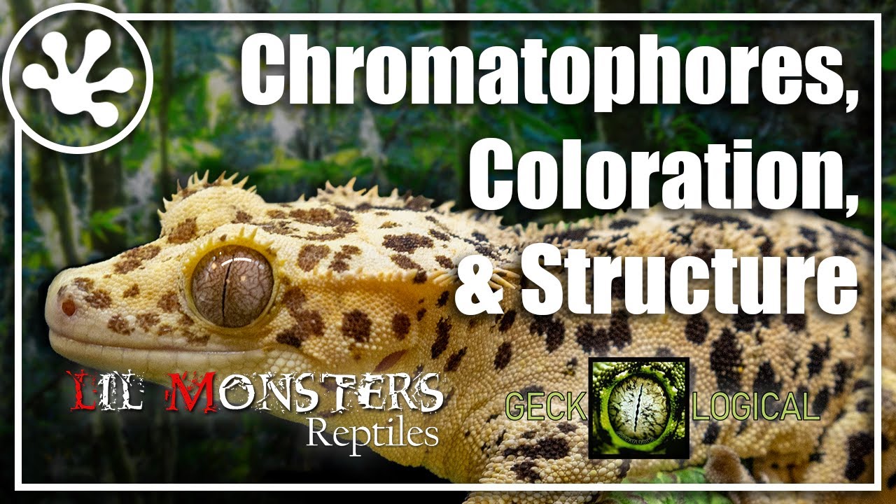 Crested Gecko Foundation Genetics: Chromatophores, Coloration & Structure.