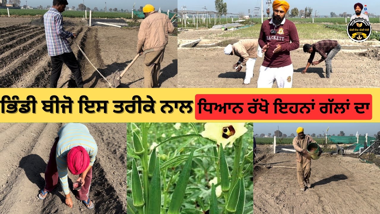 ਭਿੰਡੀ ਬੀਜਣ ਦਾ ਤਰੀਕਾ ਕੀ ਹੋਵੇ ਕੁਝ ਧਿਆਨ ਦੇਣ ਵਾਲੀਆ ਗੱਲਾ  |Bhindi ka beej kaise ugaye