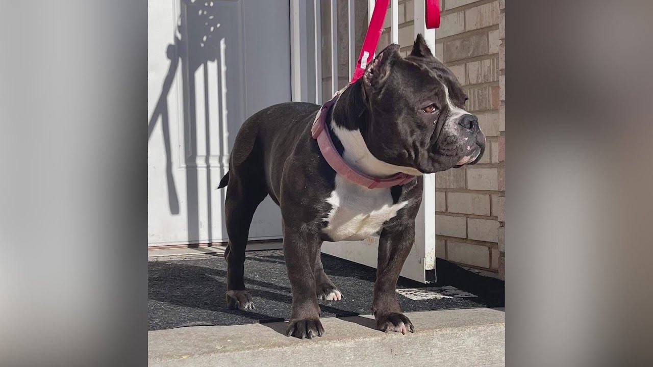 Service dog freezes to death as Park Forest apartment building faces heating crisis