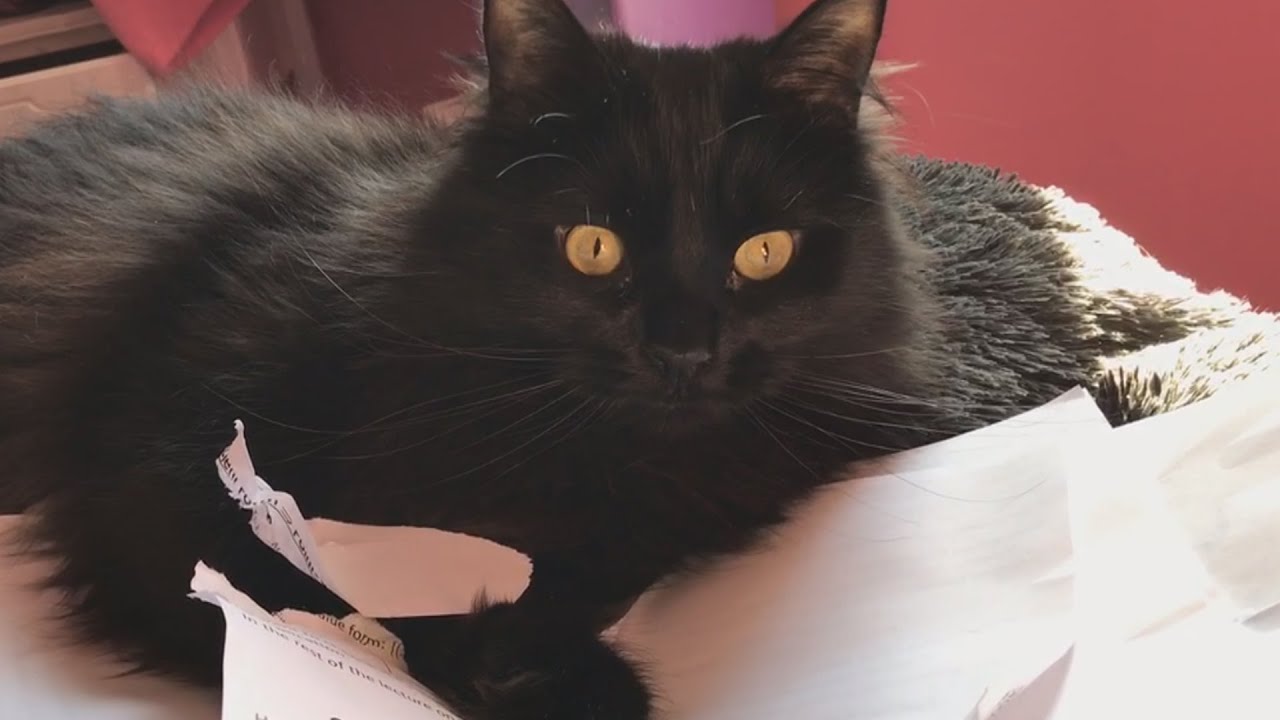cat videos from my phone to make you smile :)