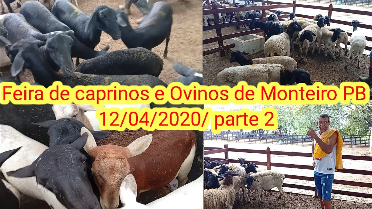 Feira de caprinos e Ovinos de Monteiro PB 12/04/2025/ parte 2