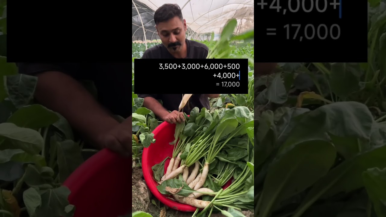 Unseasonal reddish farming is highly profitable - 9310221353 for consultation