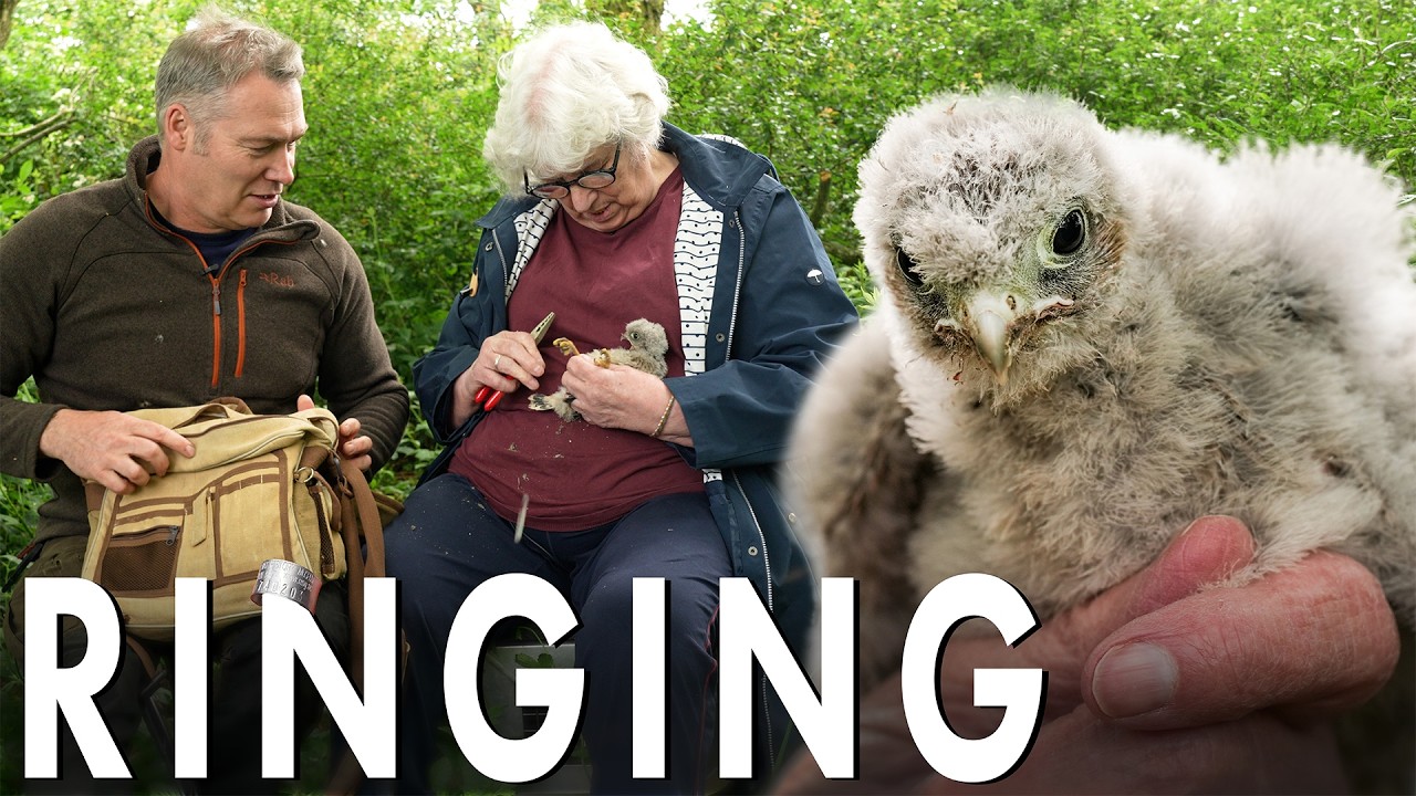 Kestrel Chicks Are Fitted With ID Rings | Apollo & Athena | Robert E Fuller