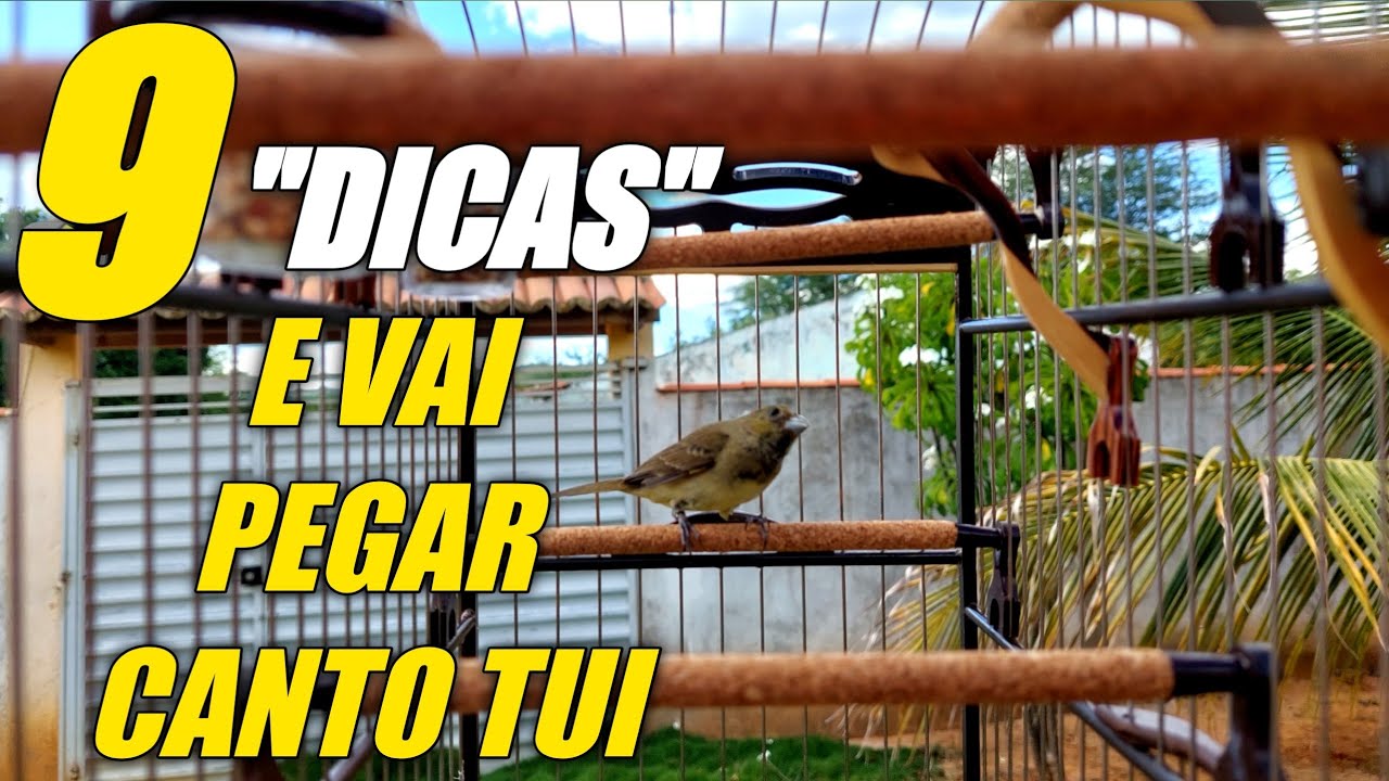 9 DICAS FÁÇEIS COMO FAZER PAPA CAPIM CANTAR TUI TUI