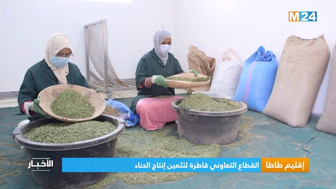 إقليم طاطا.. القطاع التعاوني قاطرة لتثمين إنتاج الحناء