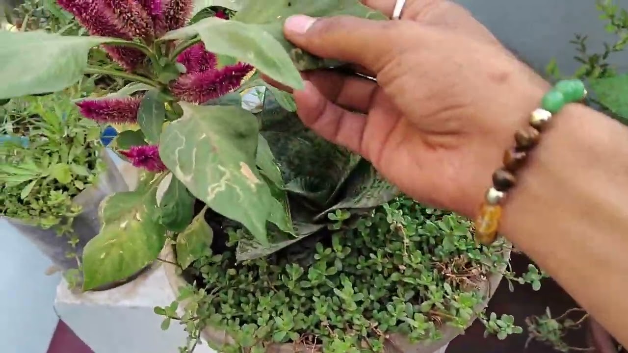 My Terrace Garden Overview of all plants.                