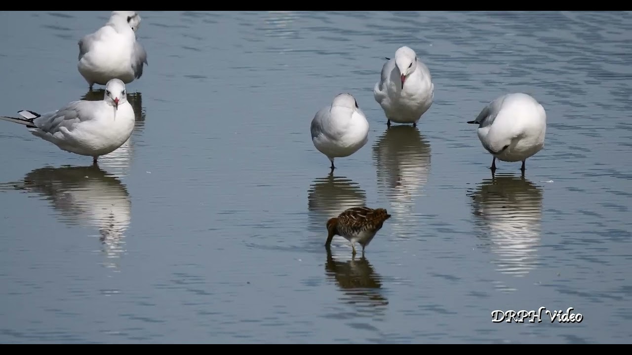 Discover Doxey Marshes | Stunning Wetlands & Birdwatching Drone Footage