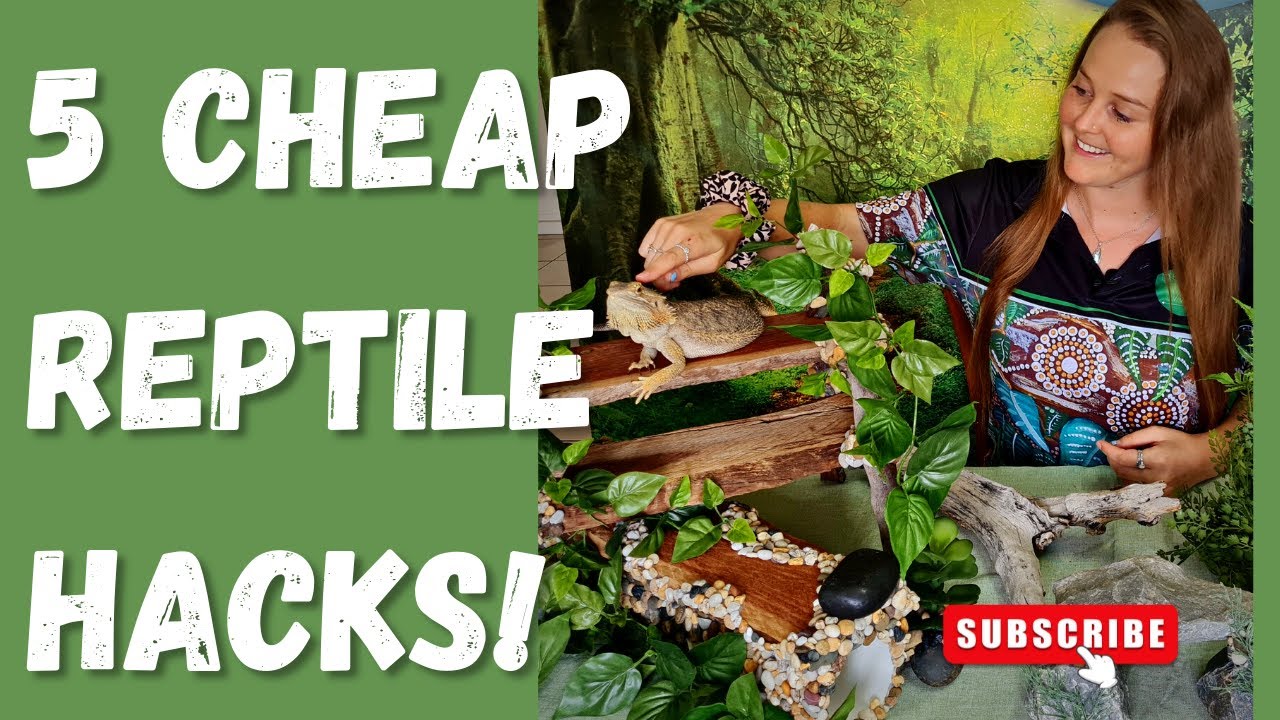 5 Cheap Reptile Hacks! Also fun DIY projects!