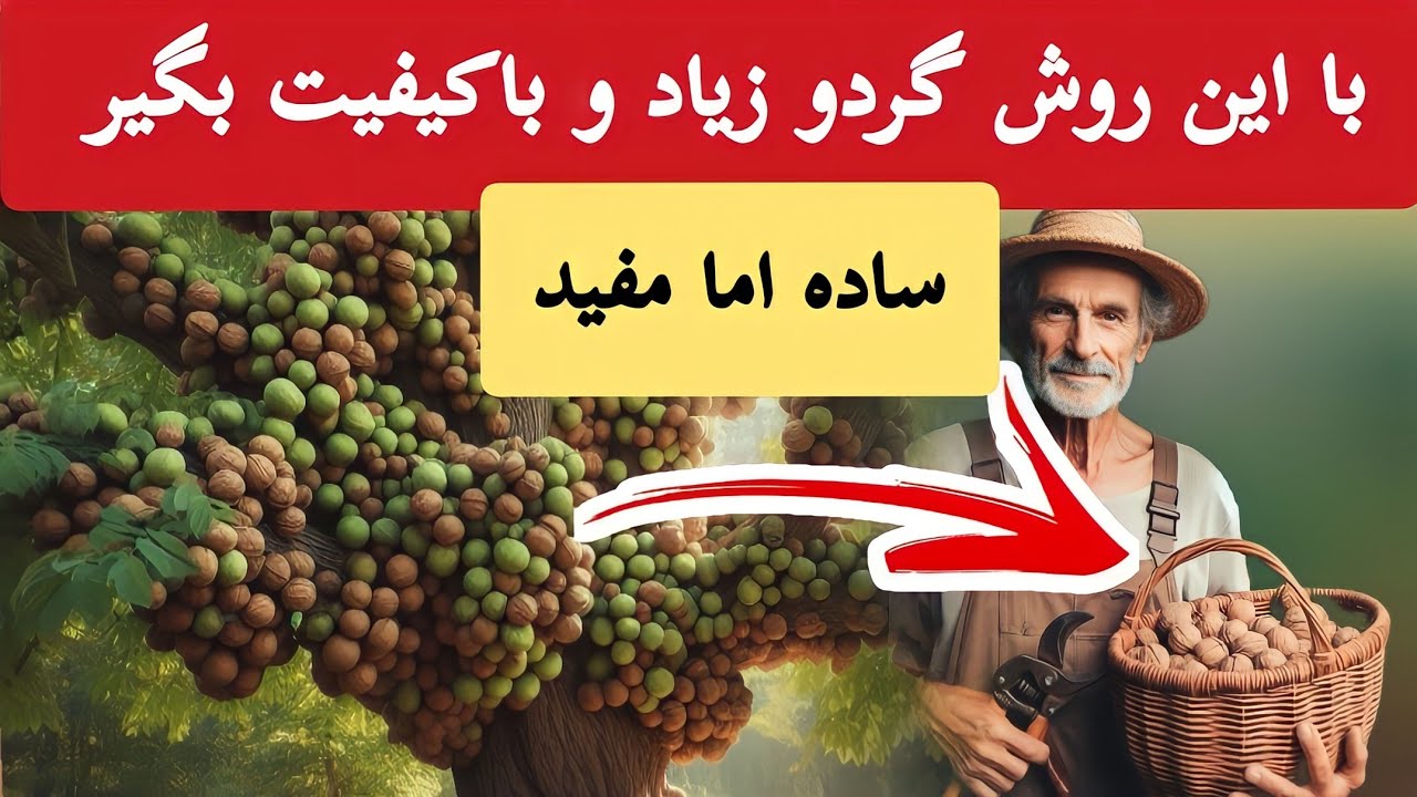 با این روش بیش‌ترین و باکیفیت ترین گردو بگیر | کارهای واجب پائیزی گردو | هرس و شاخه بری درخت گردو