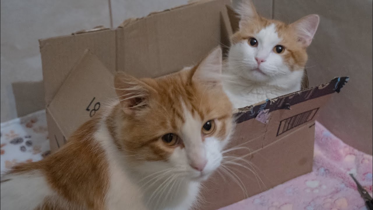 Spoingus & Bingus Open Long Awaited Package