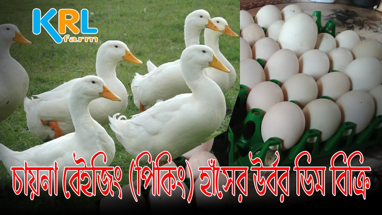 চায়না বেইজিং (পিকিং) হাঁসের উর্বর ডিম বিক্রি