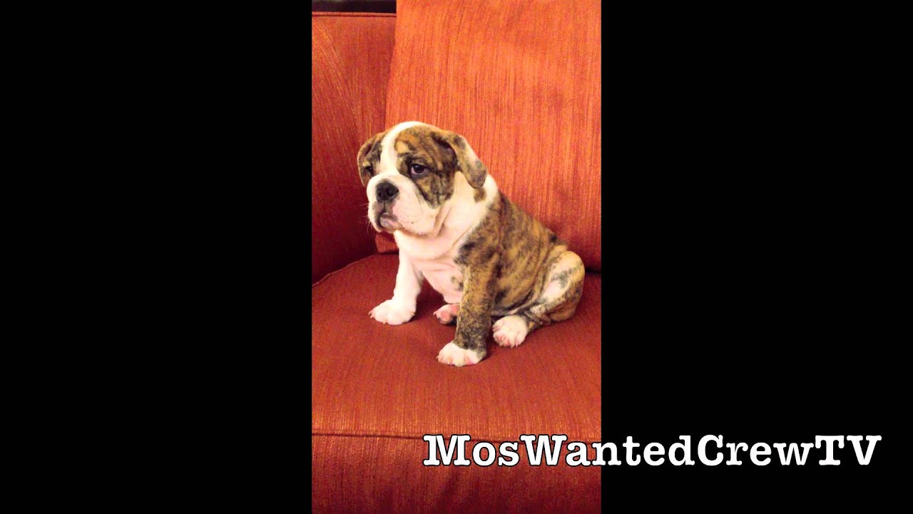 Mos Wanted Crew | VOTE Madonna Week 3 ABDC Season 7 | Feat. Chubbs21XL : Mdub Mascot