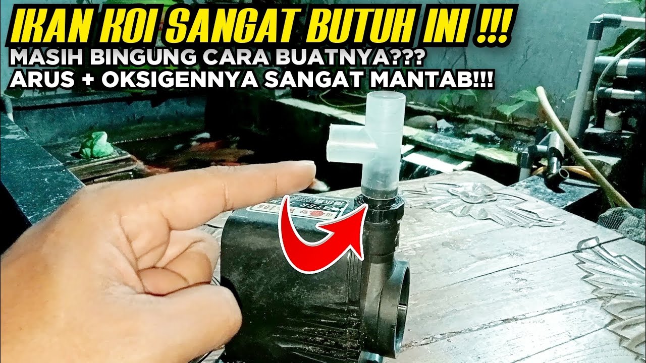 🔴IKAN KOI SANGAT BUTUH INI⁉️ MASIH BINGUNG BUATNYA??? MERAKIT VENTURI SEDERHANA KOLAM IKAN KOI