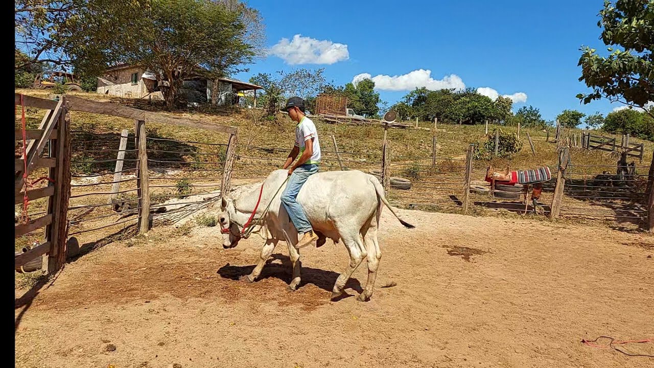 como domar um boi ? parte 2 🤠🐂❤️