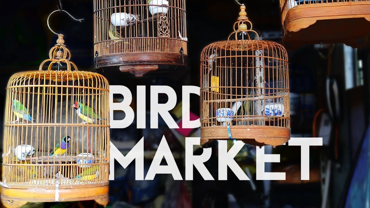 Xizhang Bird Market in Shanghai || TRAVEL BITS 01