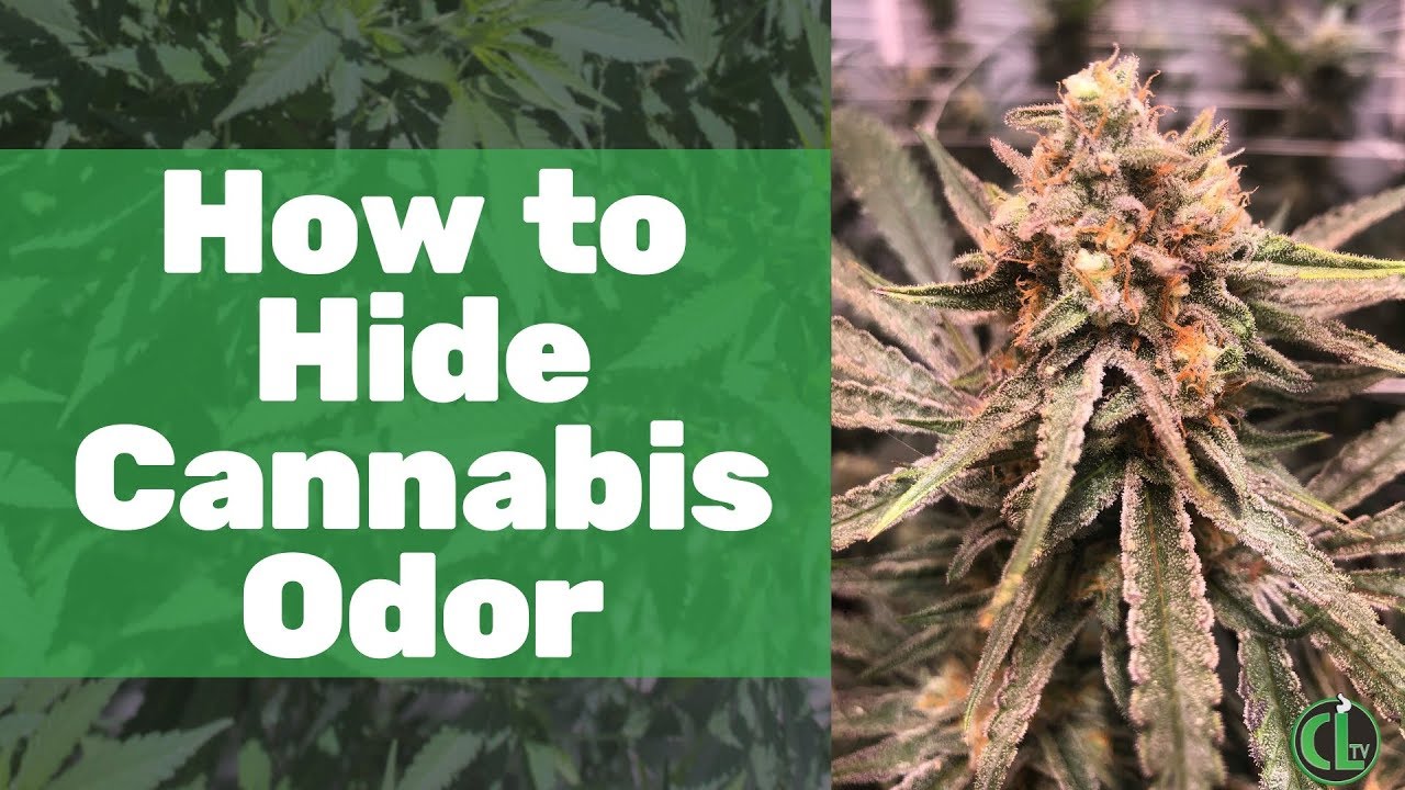 How to Hide Odor in an Indoor Grow Room