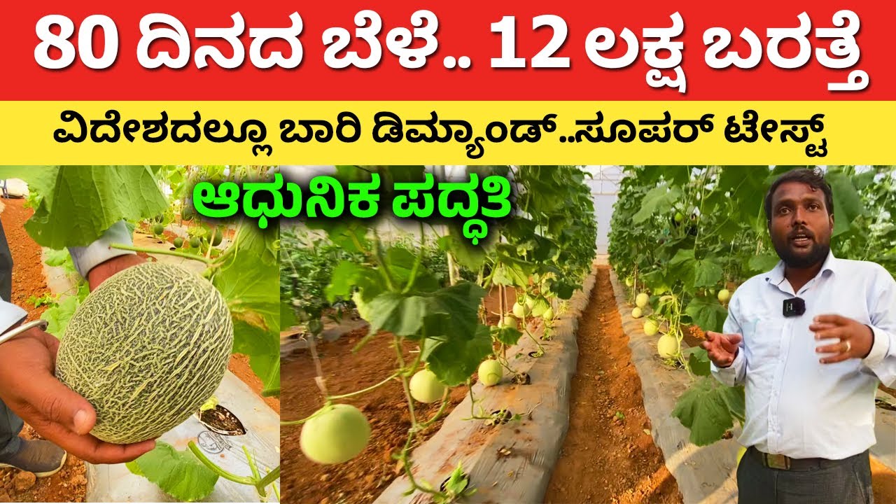 80 ದಿನ ಎಕರೆಗೆ 12 ಲಕ್ಷ ಬರತ್ತೆ | Modern Farming in Karnataka muskmelon agriculture polyhouse 