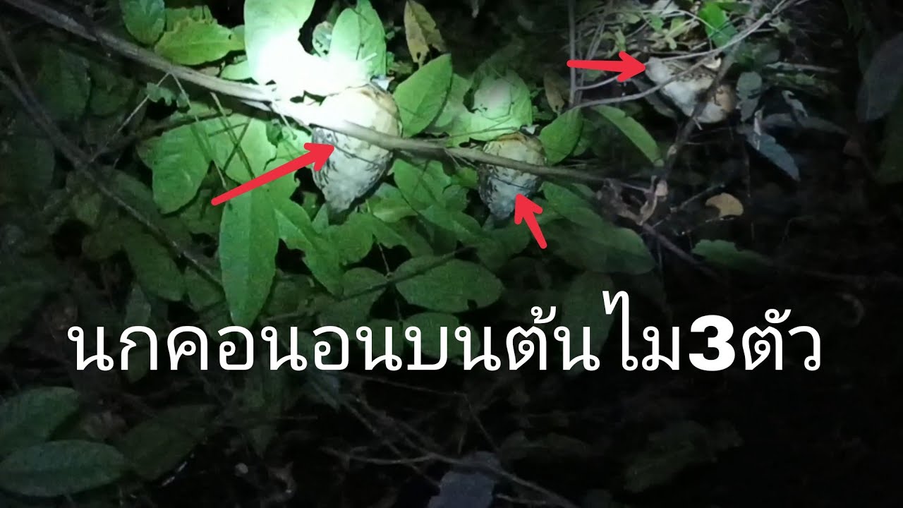 ขี้ลดจักสองพีน้องเข้าป่าพ้อมทีมงาน