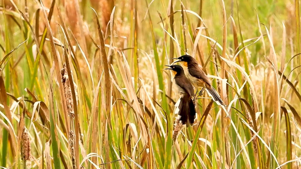 Black-capped-Donacobius: Inspired Couple Singing in the Swamp (Donacobius atricapilla), Japacanim