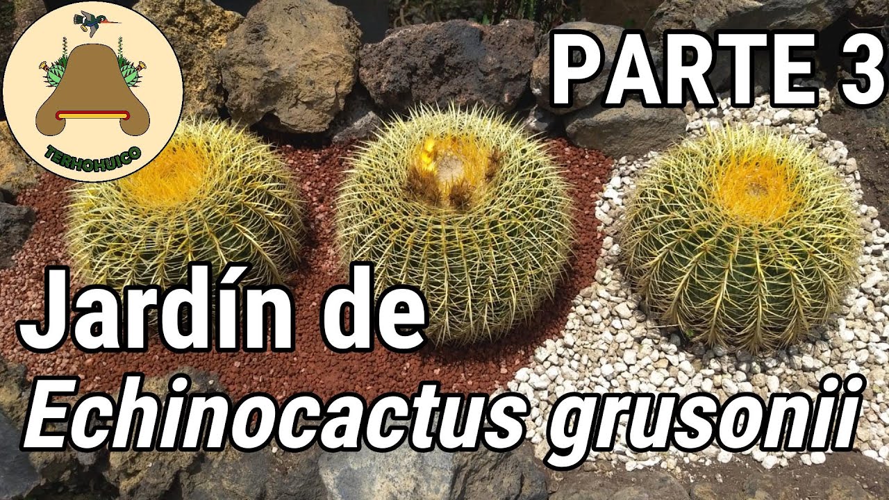 Jardín de Echinocactus grusonii. Parte 3 de 3