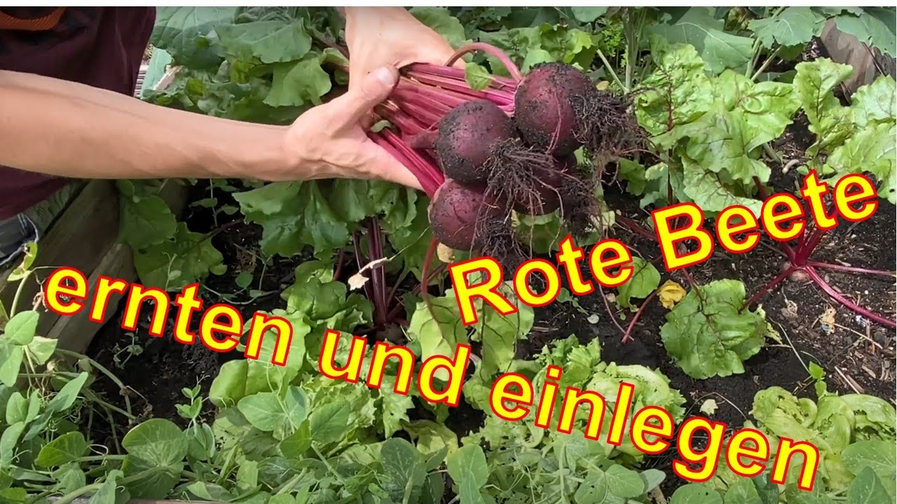 Rote Beete ernten und einlegen / Leckere Rote Beete selbst gemacht / Selbst gemacht schmeckt besser