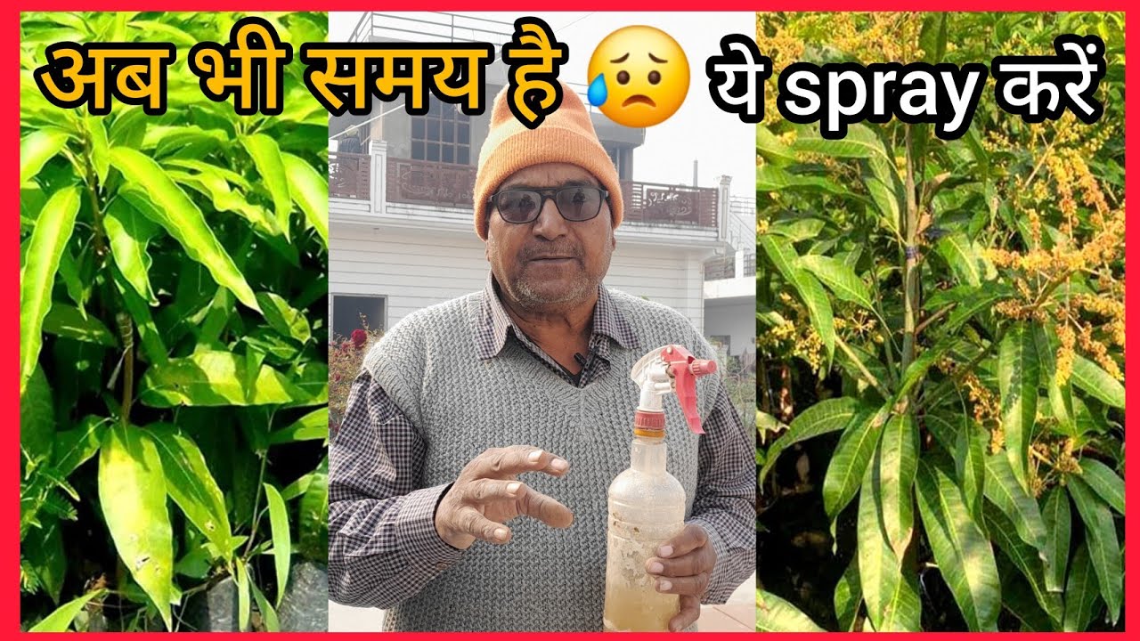 फरवरी में आम के पेड़ में फूल कैसे लाएं। बौर नहीं आ रहा तो करें ये आसान उपाय 🥭