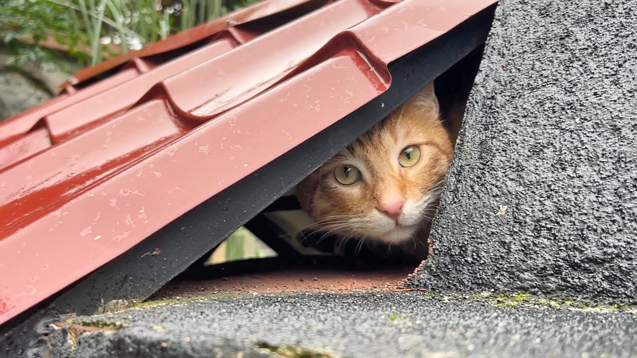 We Built A Roof For Our Own Cats But The Strays Loved It More !!