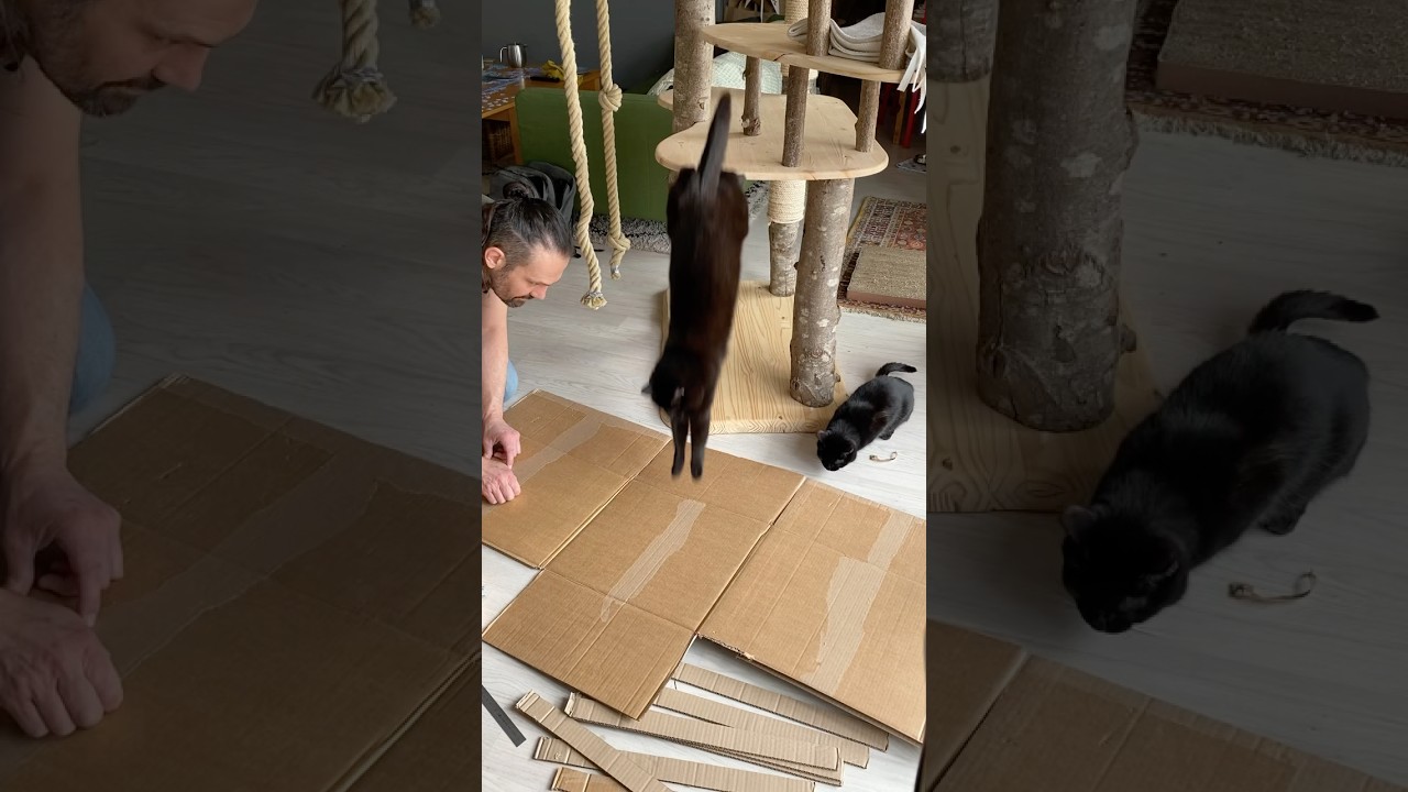 I make a king-size scratching post from recycled cardboard boxes 
