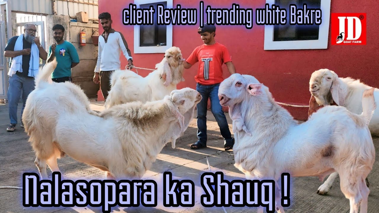 Nalasopara Ka Shauq | Client Review | JD Goat Farm