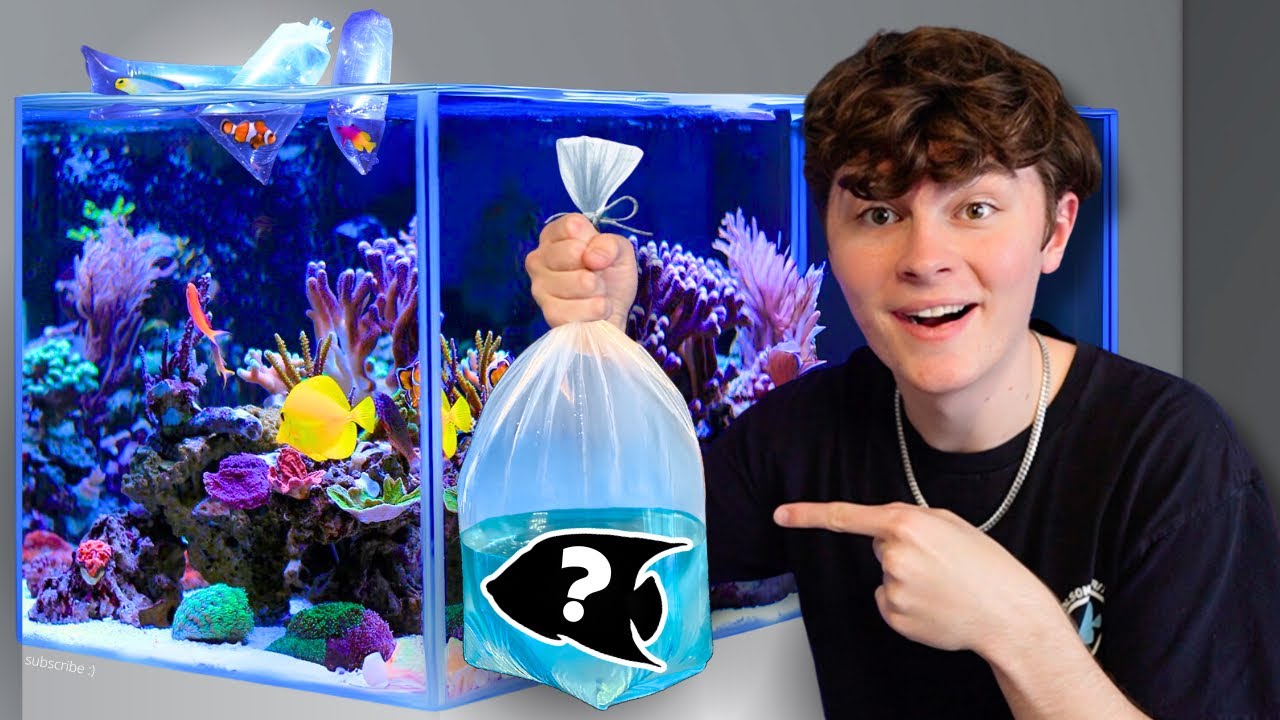 BUYING FISH for The 20G SALTWATER AQUARIUM!!!
