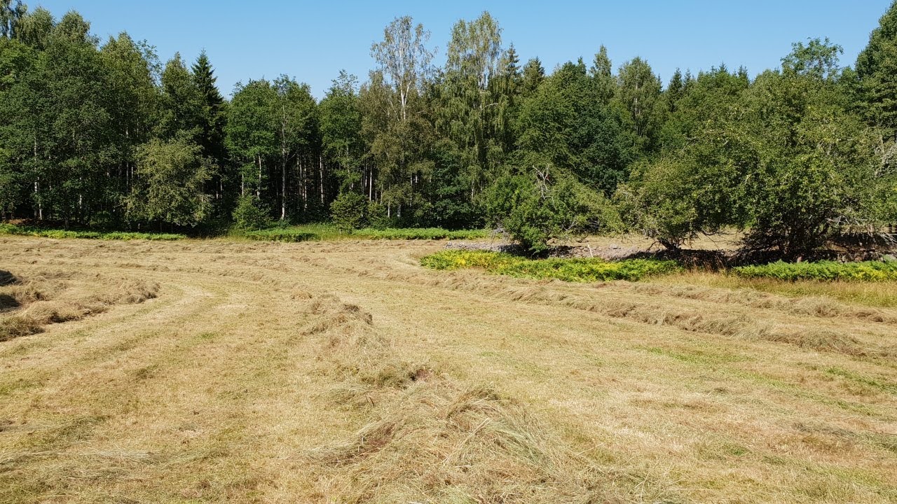 Höskörd i torkan