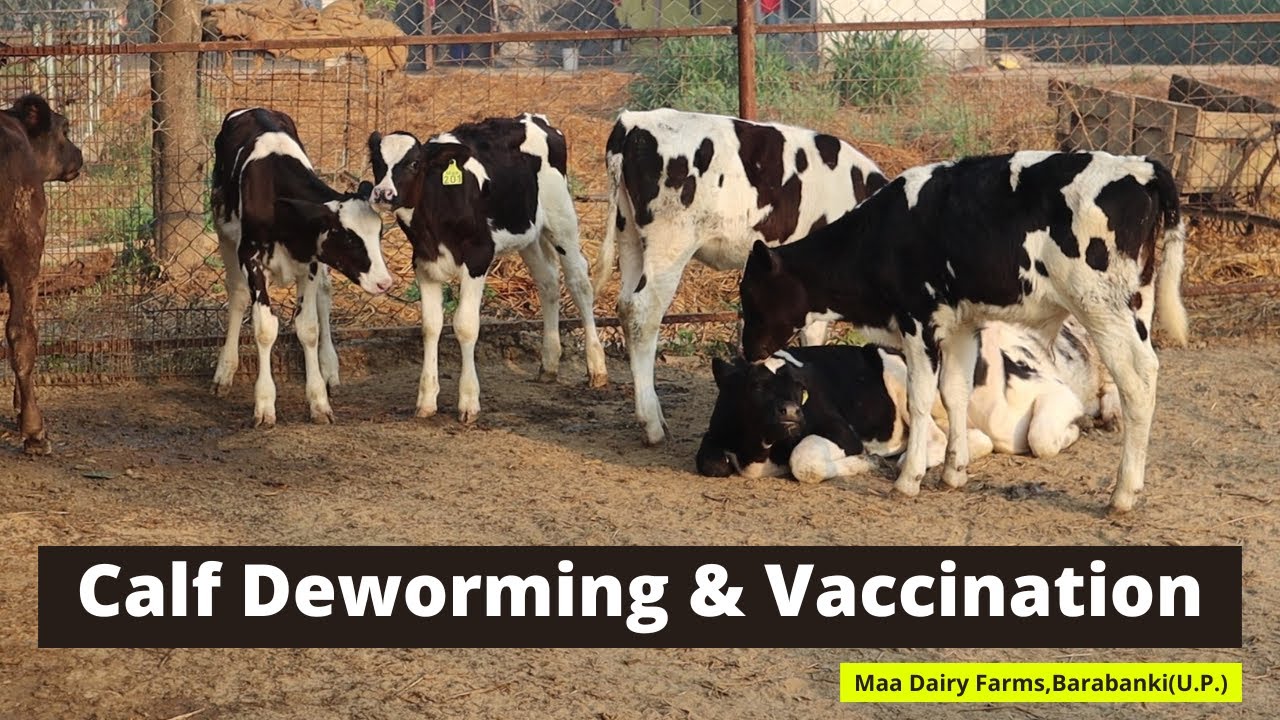 Calf Deworming & Vaccination || Maa Dairy Farms,Barabanki (U.P.)