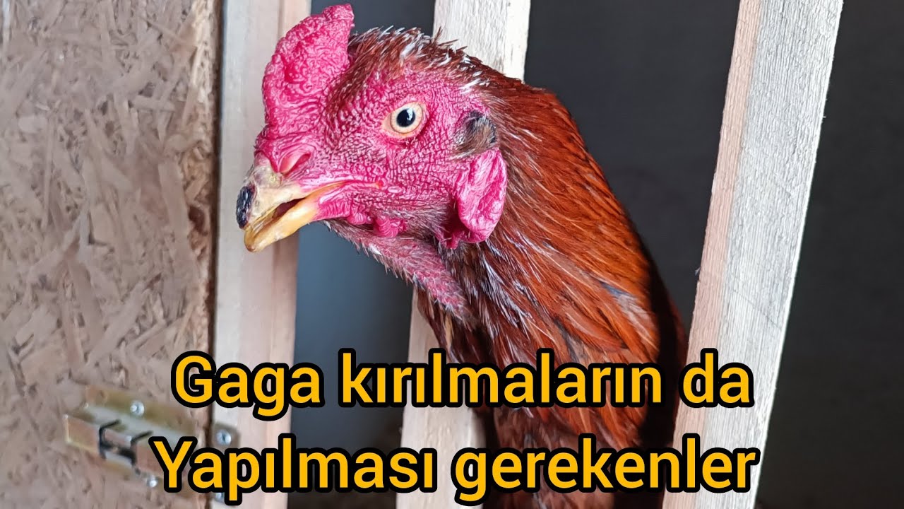 Gagası kırılan Hint horozu / Hint horozu gaga kırılmaların da yapılması gerekenler