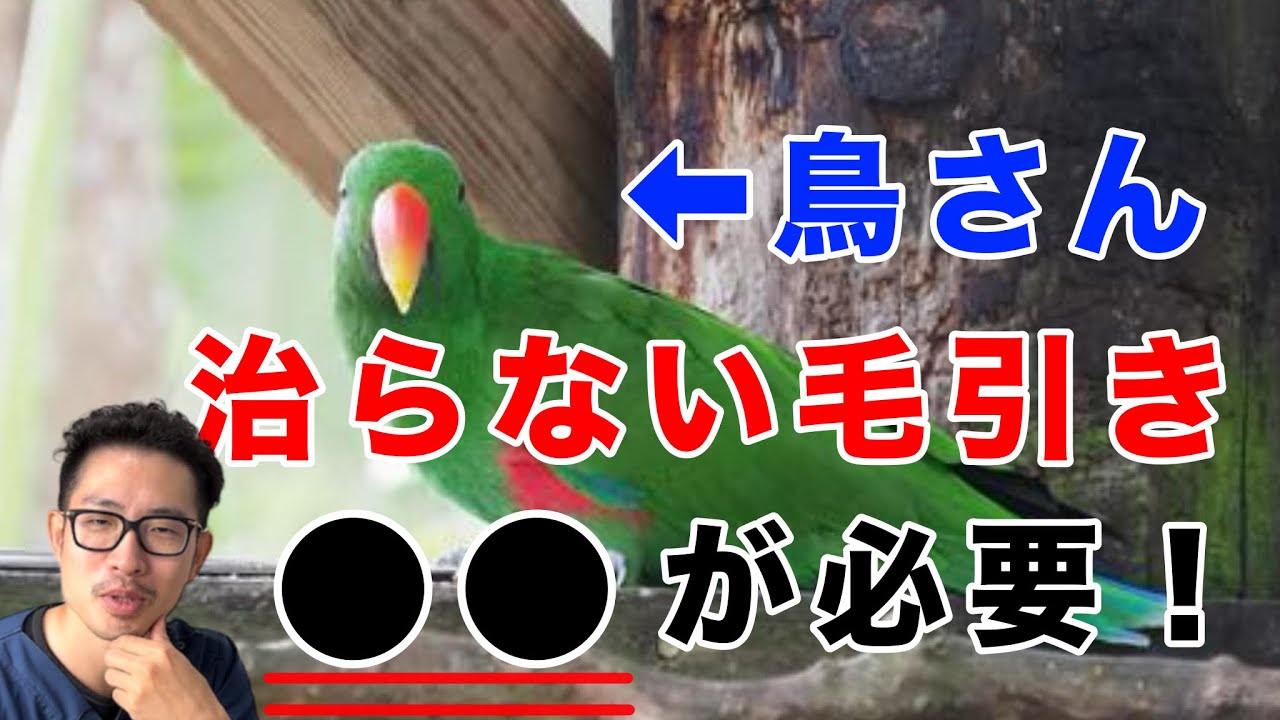 【質問コーナー】鳥さんの毛引き症が治らない…どうするべき？セキセイインコさんの口周りが吐き戻しで汚れる…拭いてもいい？ハムスターさんの尻尾が赤く腫れている…病気？などにお答えしました！