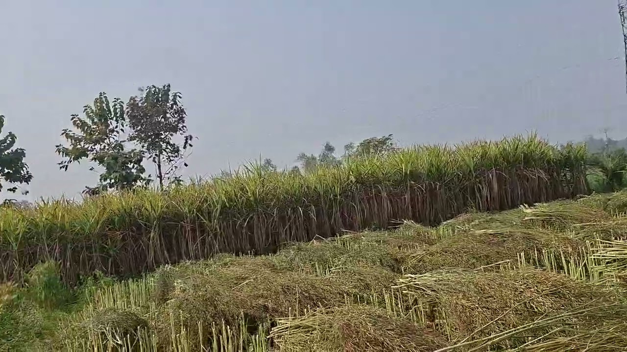 # gaon ki kheti#vlog # Ravikingup34 