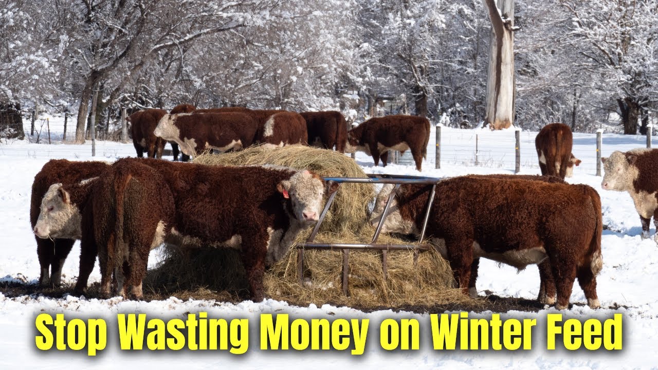 3 Cold Hardy Forage Mixes That Cut Winter Feeding Expenses