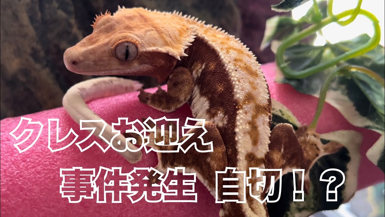 クレスをお迎えした直後にまさかの…。