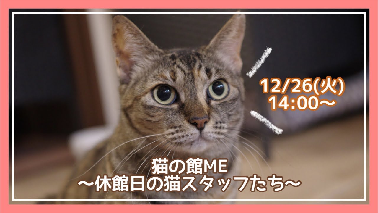 【生配信】休館日の猫スタッフたち(2023/12/26)