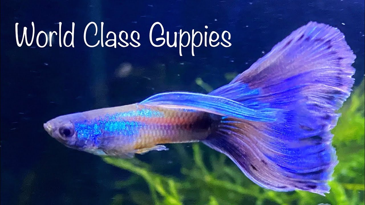 WORLD CLASS FANCY GUPPIES! Full Guppdate at Prestige Aquatics