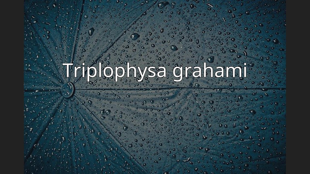 Triplophysa grahami