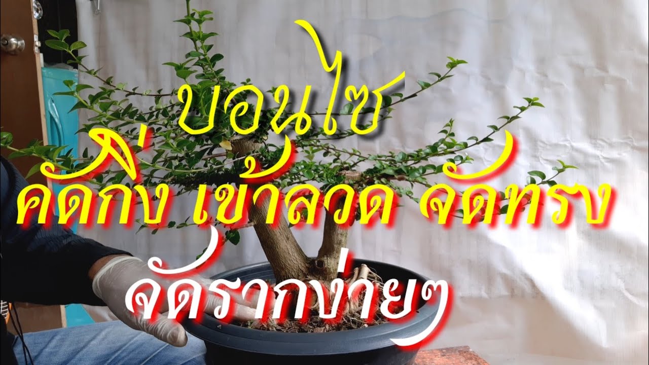 บอนไซคัดกิ่ง เข้าลวด จัดทรง จัดราก ไม้โคนคู่ คลีนิคบอนไซ ตลาดต้นไม้เจ้าจอม ร่มเกล้า