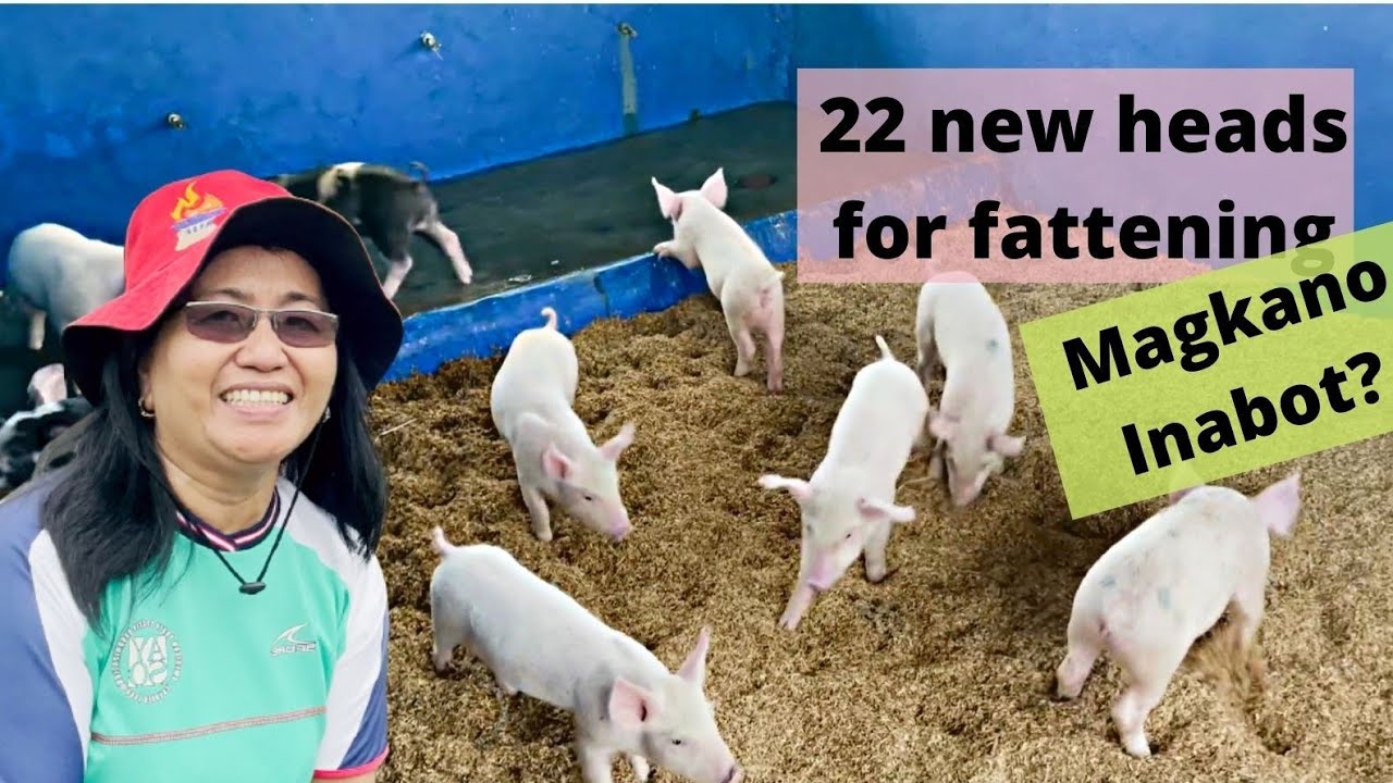 BACKYARD PIGGERY in 2022 | BAGONG BILING BIIK para sa BABUYANG WALANG AMOY | Buhay Probinsya