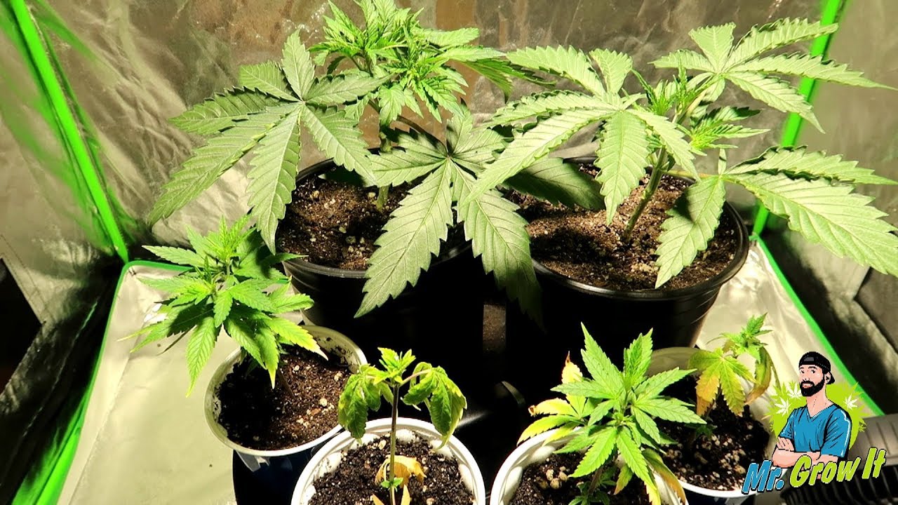 Indoor Gardening Weekly Update - Mainlining / Manifolding Explained