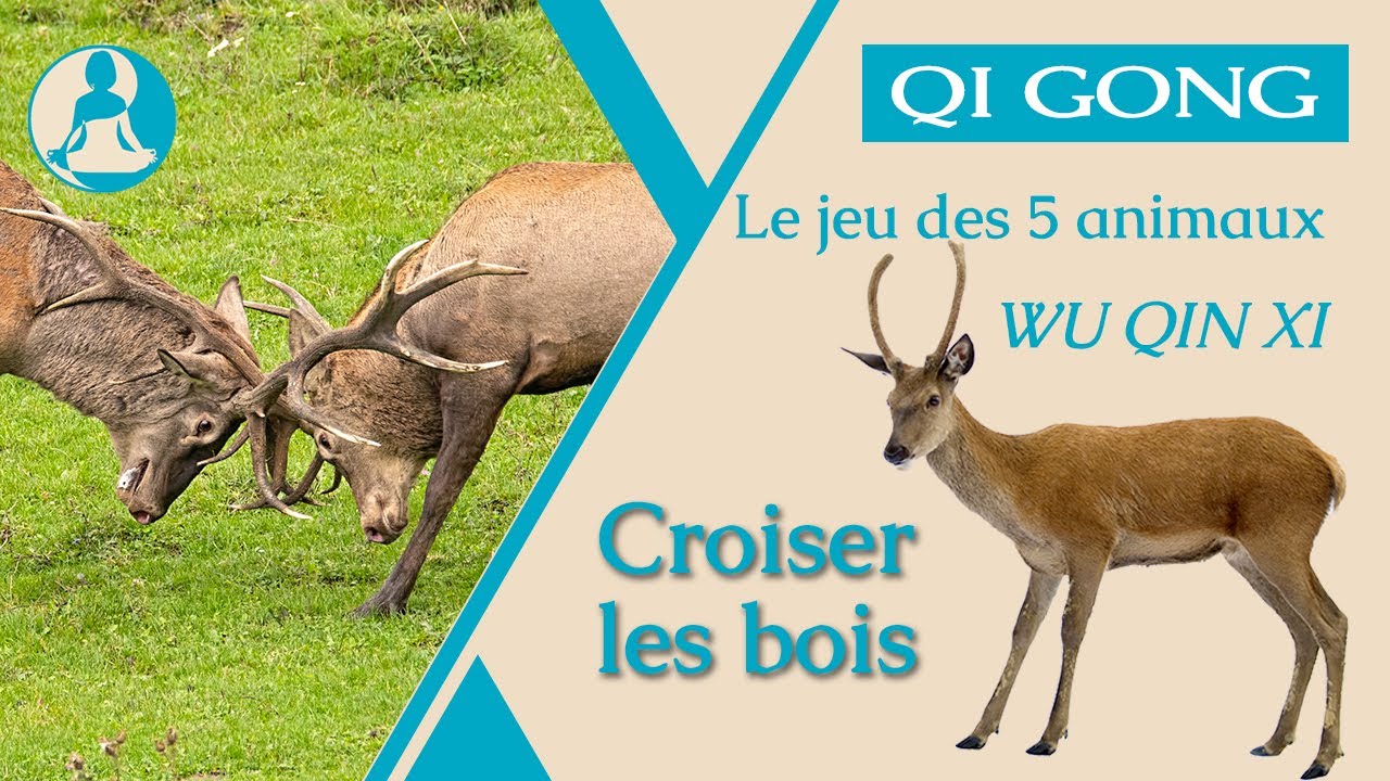 Qi Gong : Croiser les bois, le jeu des 5 animaux