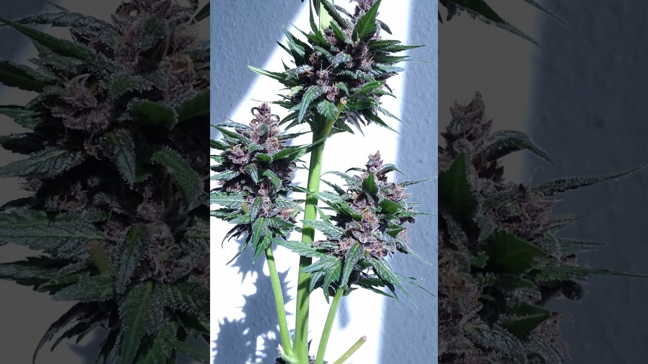@FastBudsGenetics Banana Purple Punch #cannabiseducation