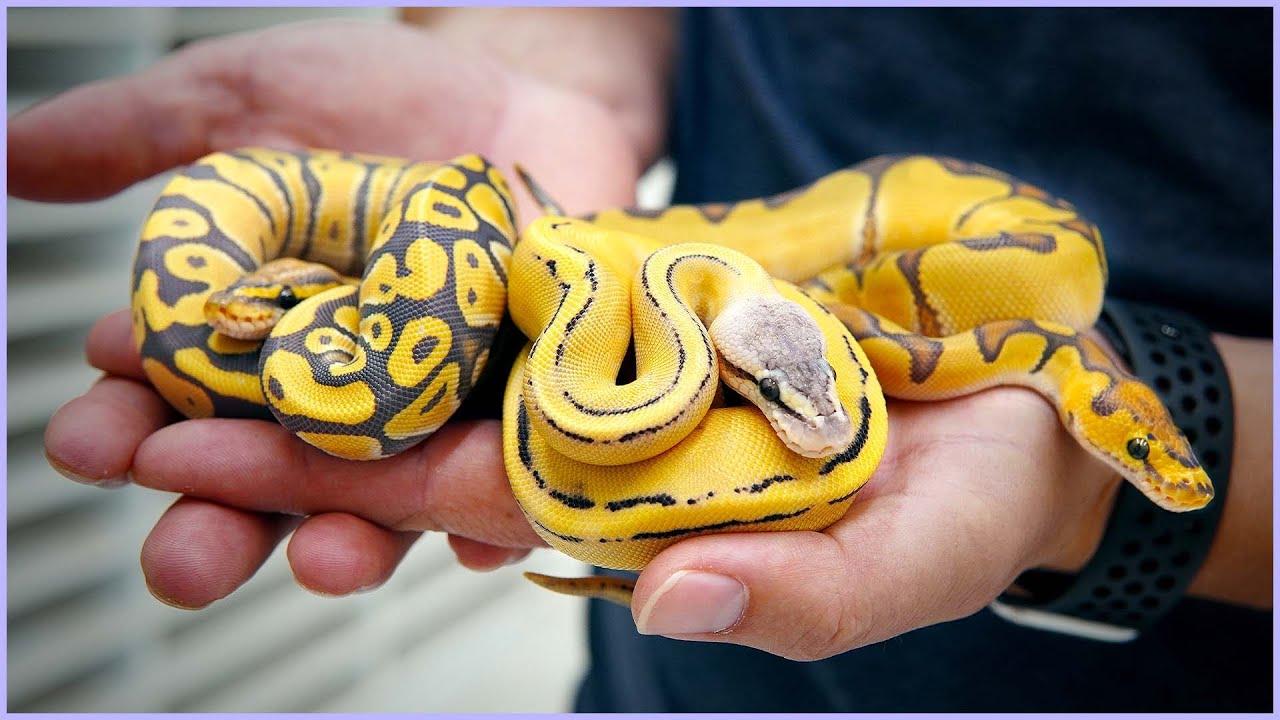 Hypo Desert Ghost Cryptic Batman G-Stripe Clown?! — Clutch Cutting RESULTS | #Hetflix 164