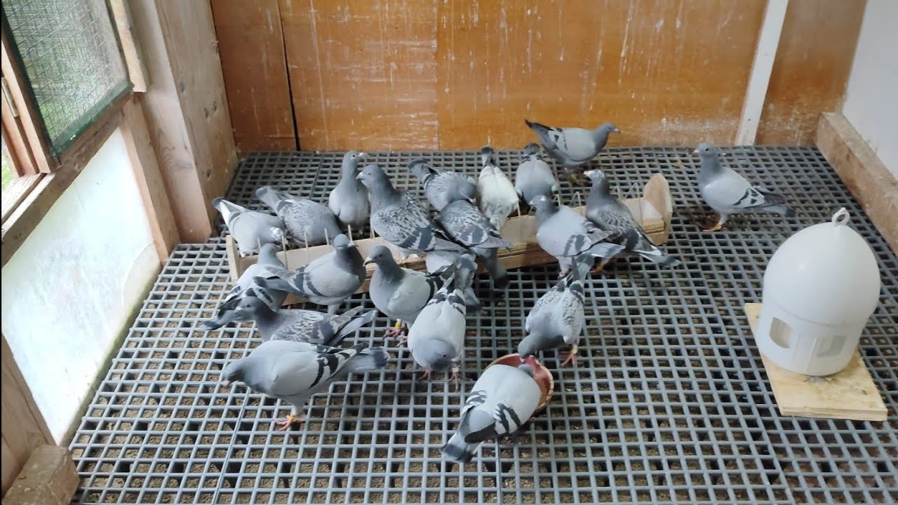 Altersgerecht . Mehr Zeit für die Tauben.