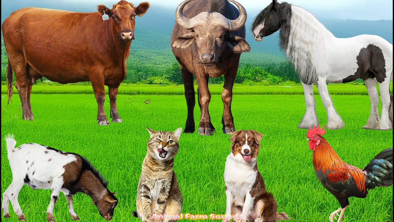 Adorable Farm Moments: Duck, Pig, Goat, Cow, Sheep, Cat, Dog & Chicken - Animal Videos