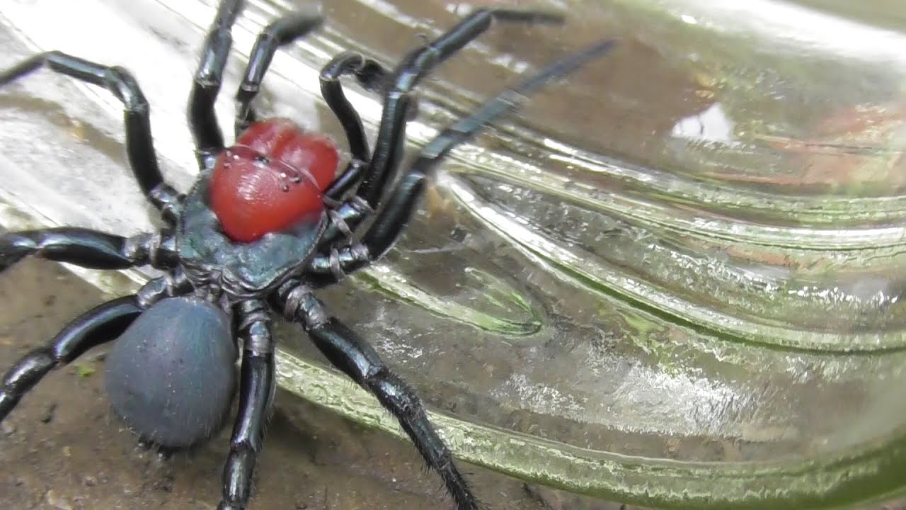 Red-headed Mouse Spider (Missulena occatoria)  /╲/\(◣_◢)/\╱\   😱